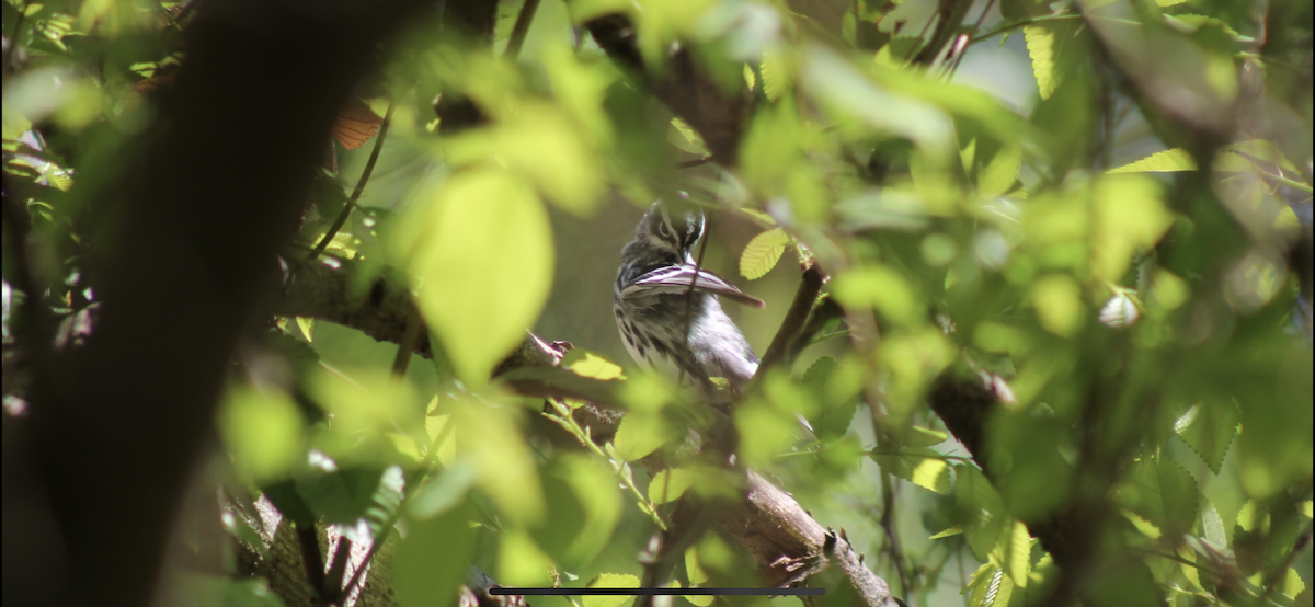Black-and-white Warbler - ML545949871
