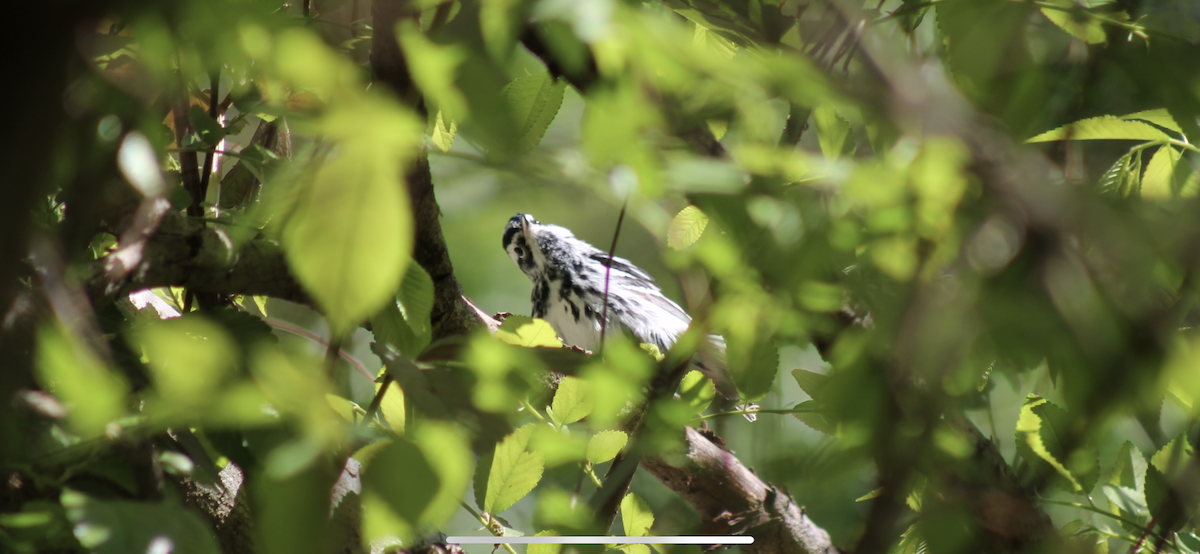 Black-and-white Warbler - ML545949891