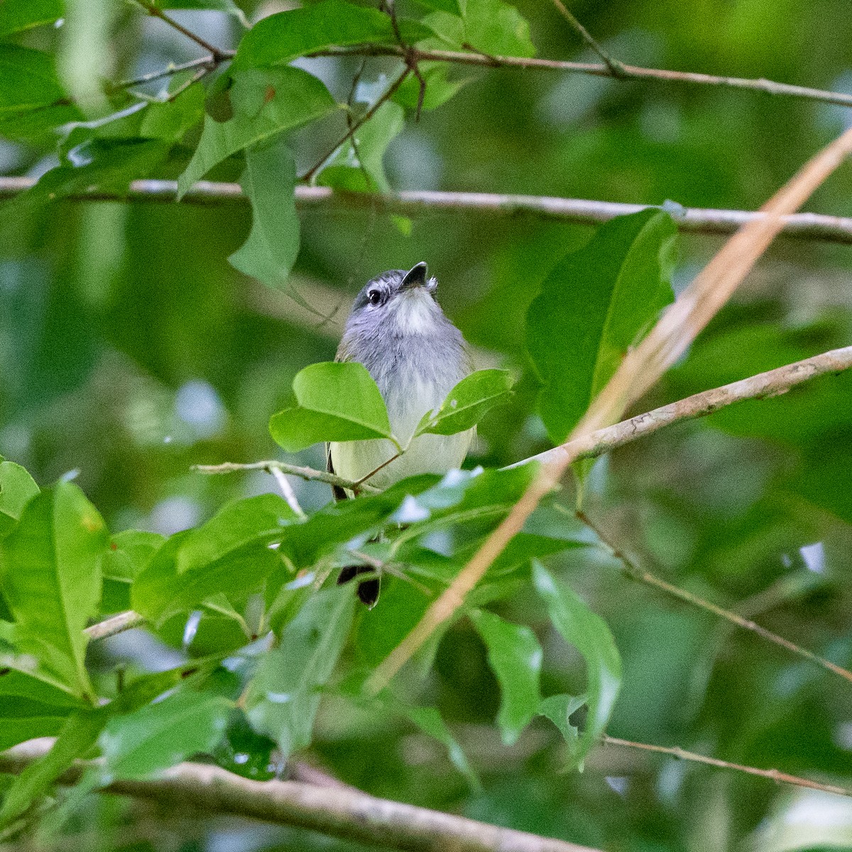 Slate-headed Tody-Flycatcher - ML545950391