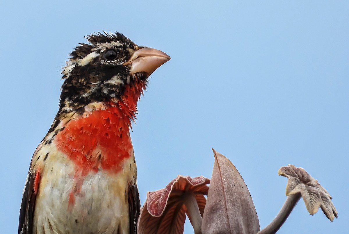 Rose-breasted Grosbeak - ML545950681