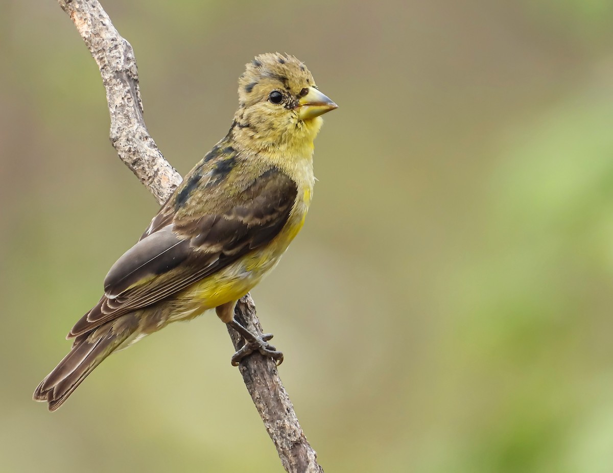 Lesser Goldfinch - ML545950921