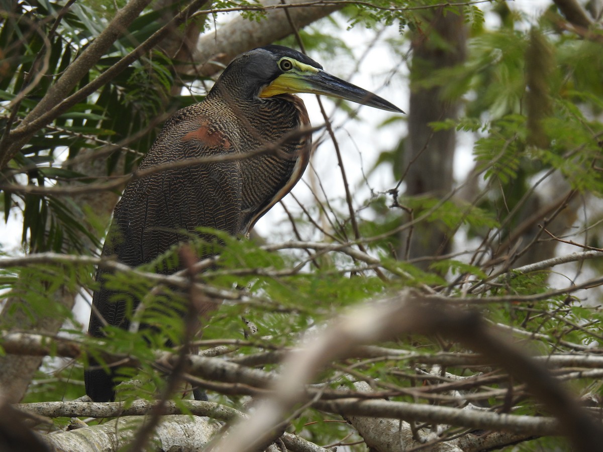 Bare-throated Tiger-Heron - Leandro Niebles Puello