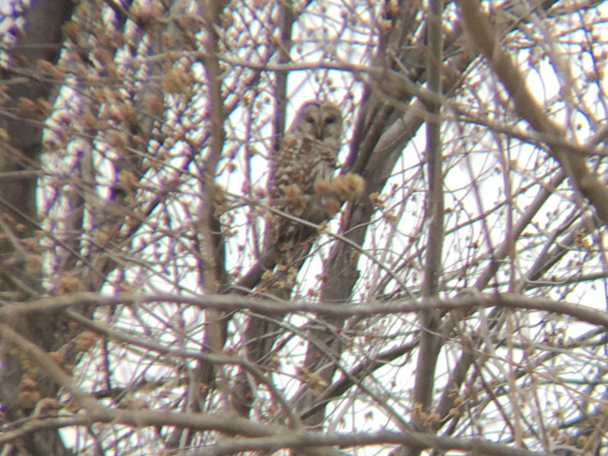 Barred Owl - ML545953731