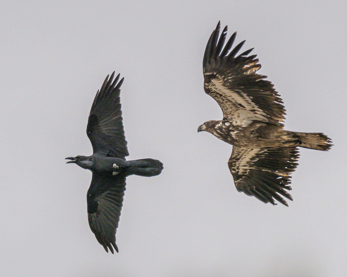 Weißkopf-Seeadler - ML545954011