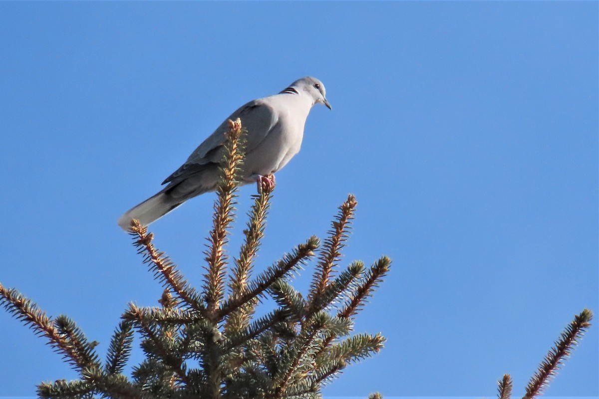 Eurasian Collared-Dove - ML545954261