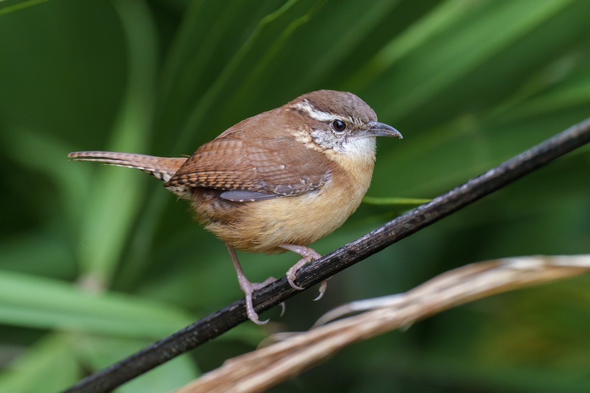 Carolina Wren - Jeff Hapeman