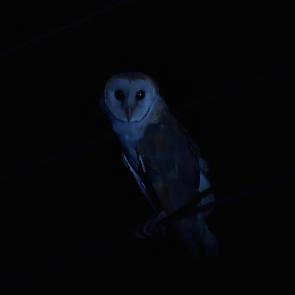 Barn Owl - ML545956781