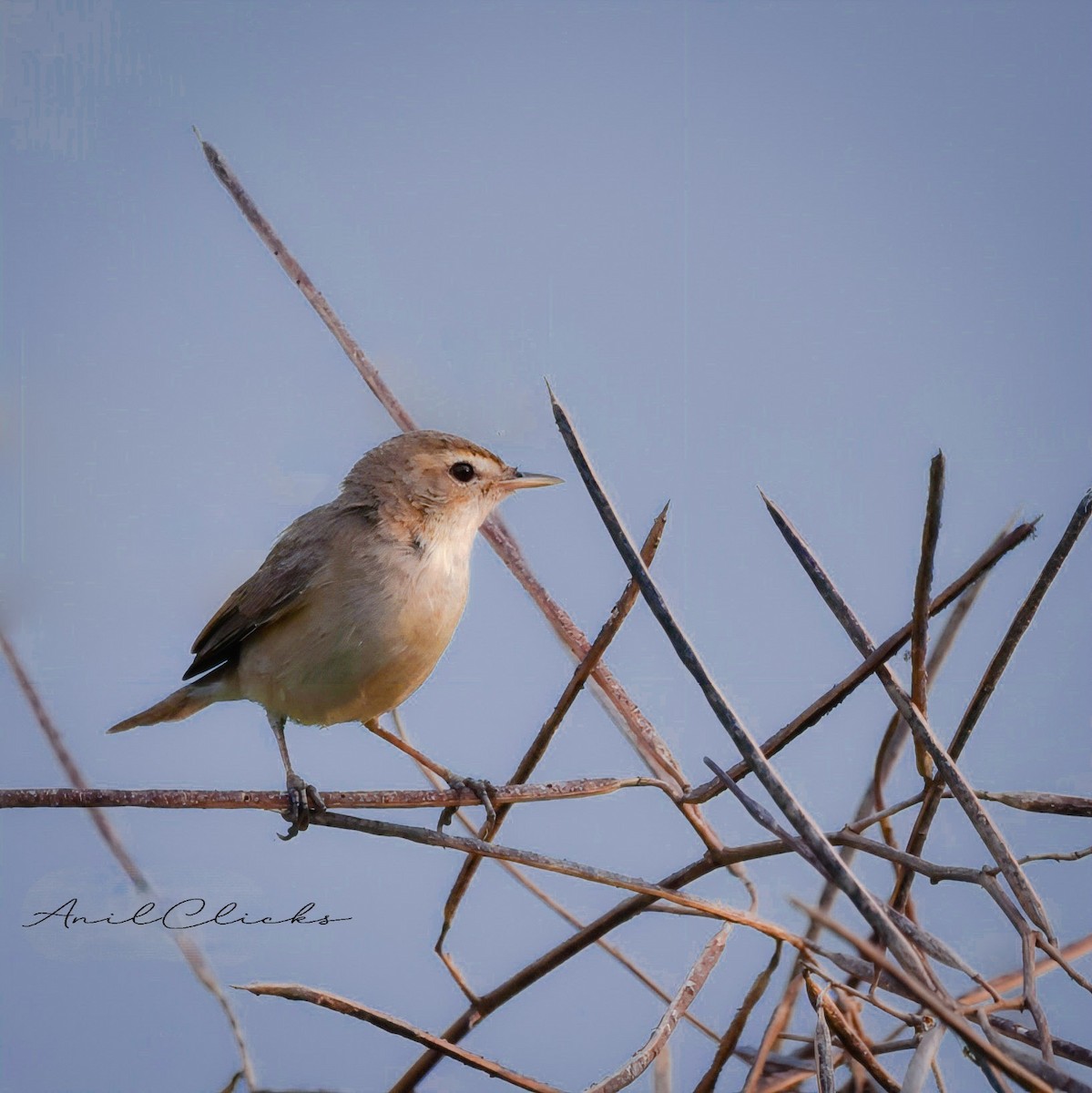 Booted Warbler - ML545956791