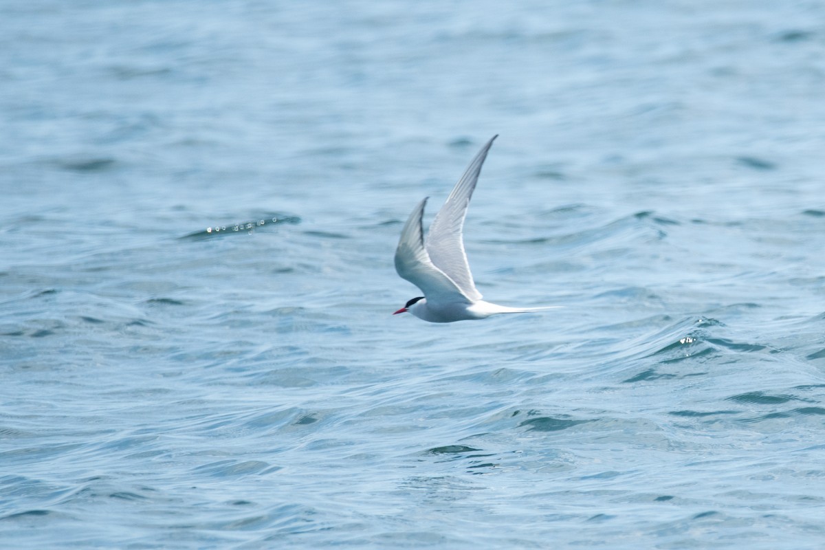 Arctic Tern - ML545957181