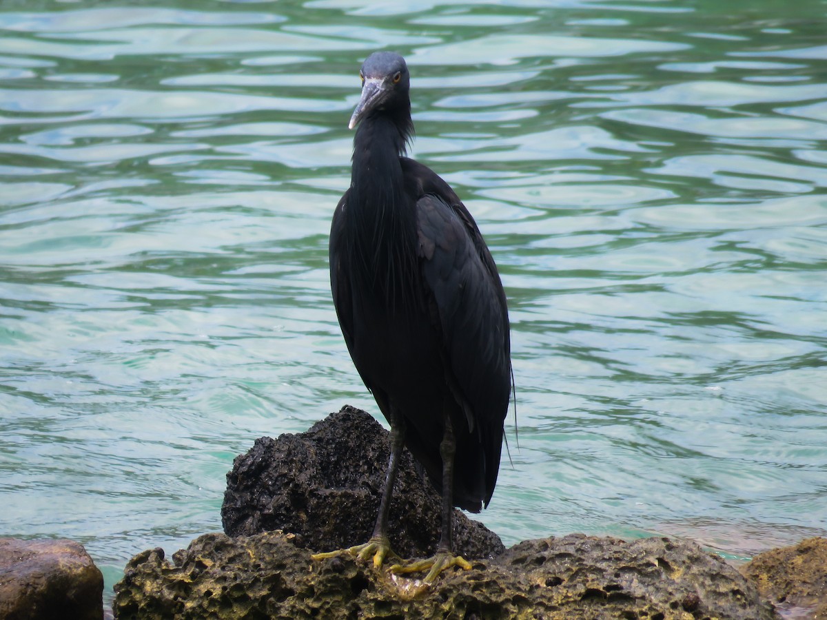 Pacific Reef-Heron - Den Samson