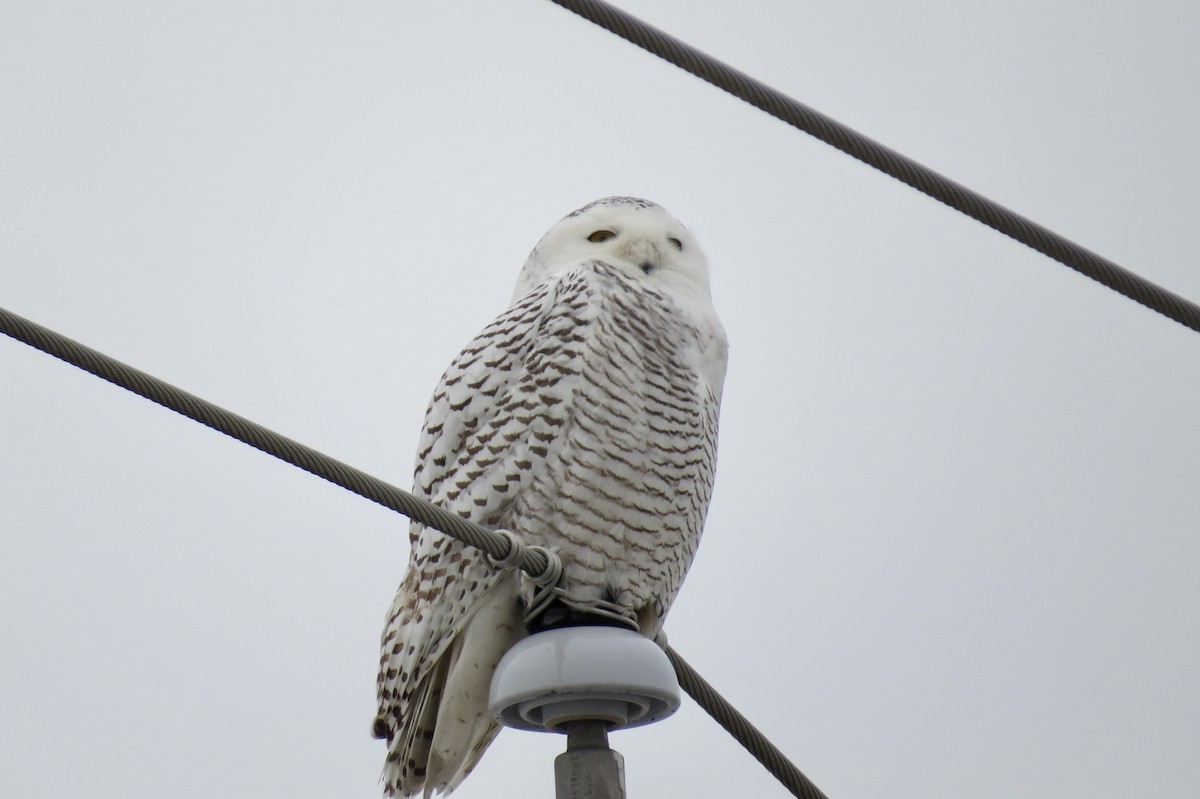 Harfang des neiges - ML545957821