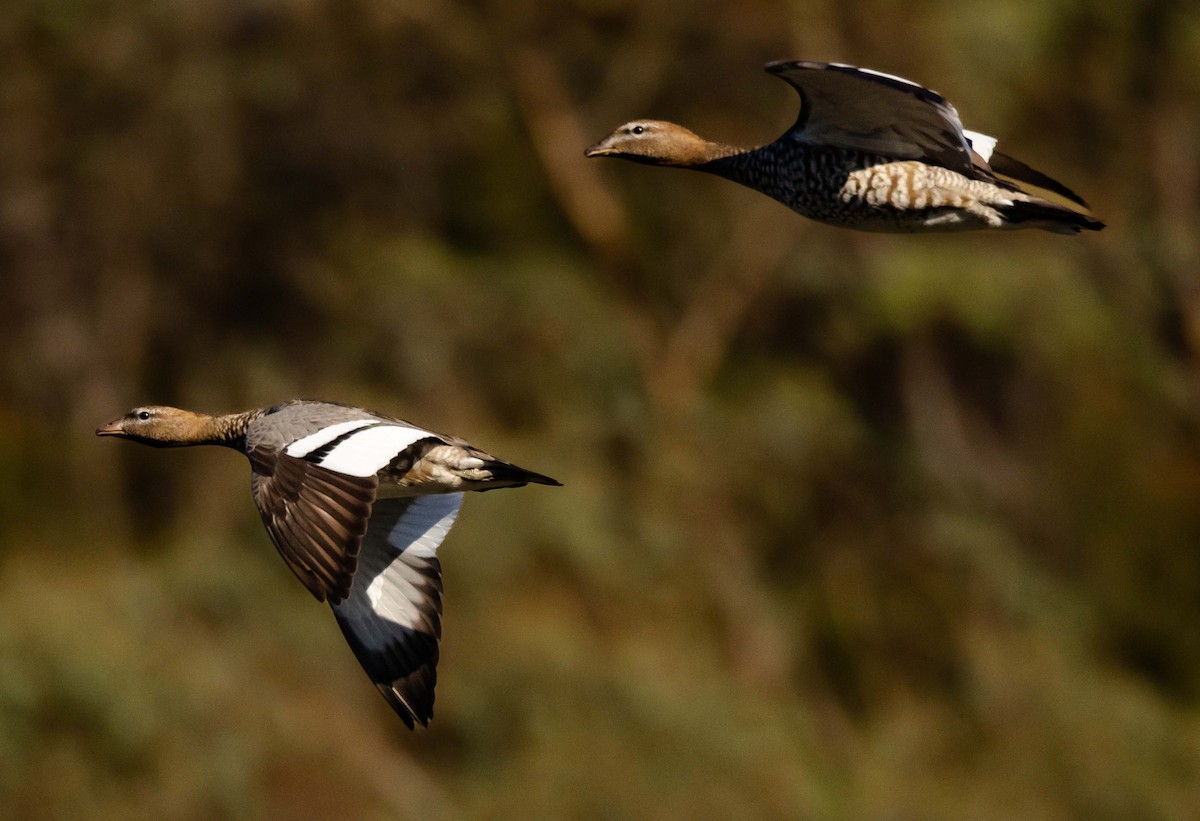 Maned Duck - ML545958191