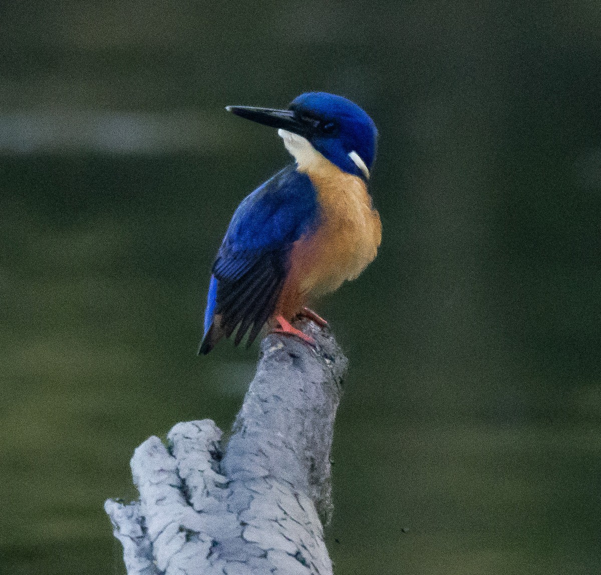 Azure Kingfisher - ML545958341