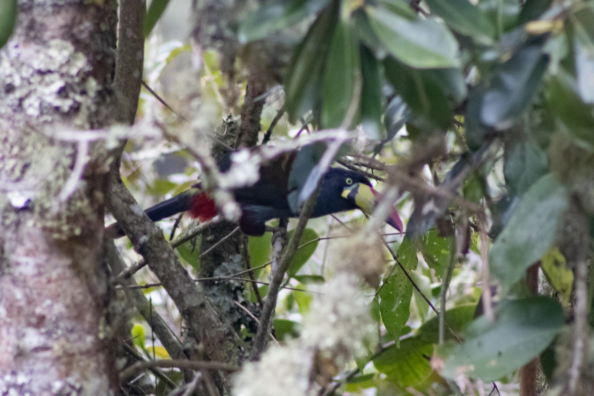 Gray-breasted Mountain-Toucan - ML545958381