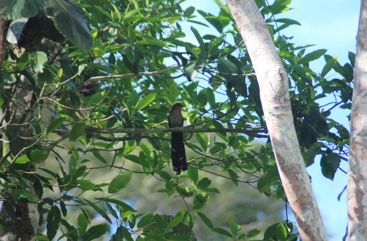 Squirrel Cuckoo - ML545958491