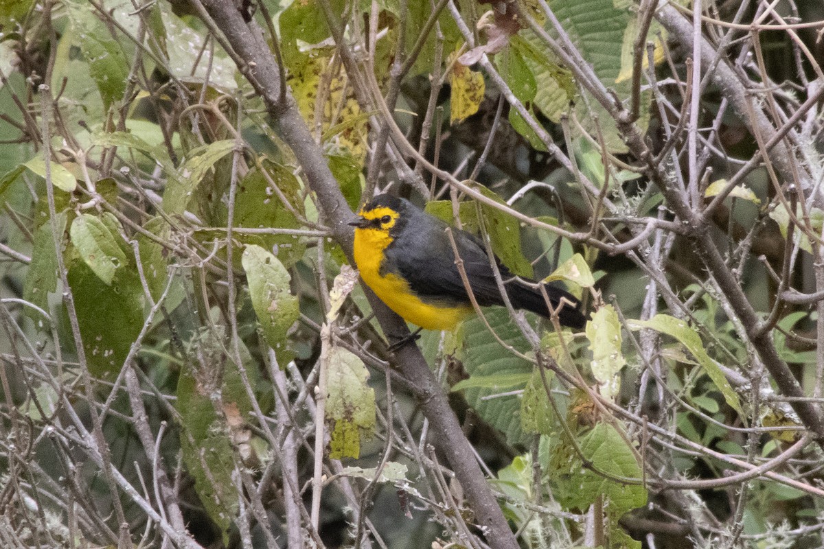 Spectacled Redstart - ML545958551