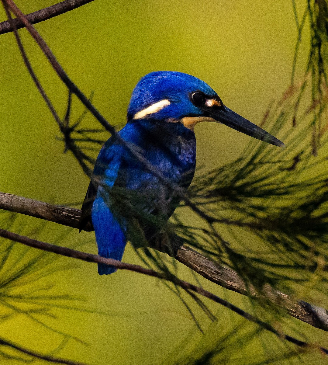 Azure Kingfisher - ML545959171