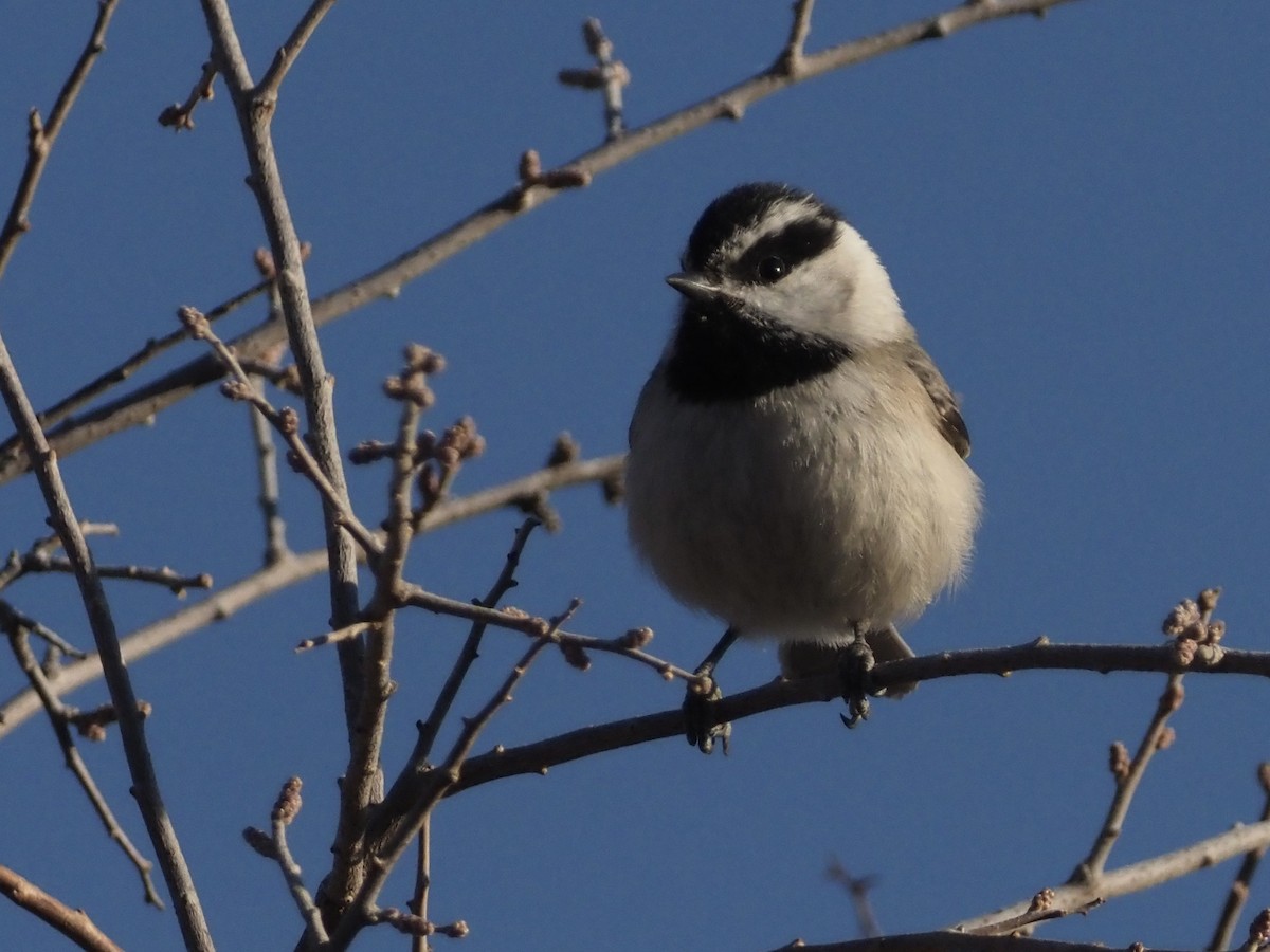 Mountain Chickadee - ML545960511