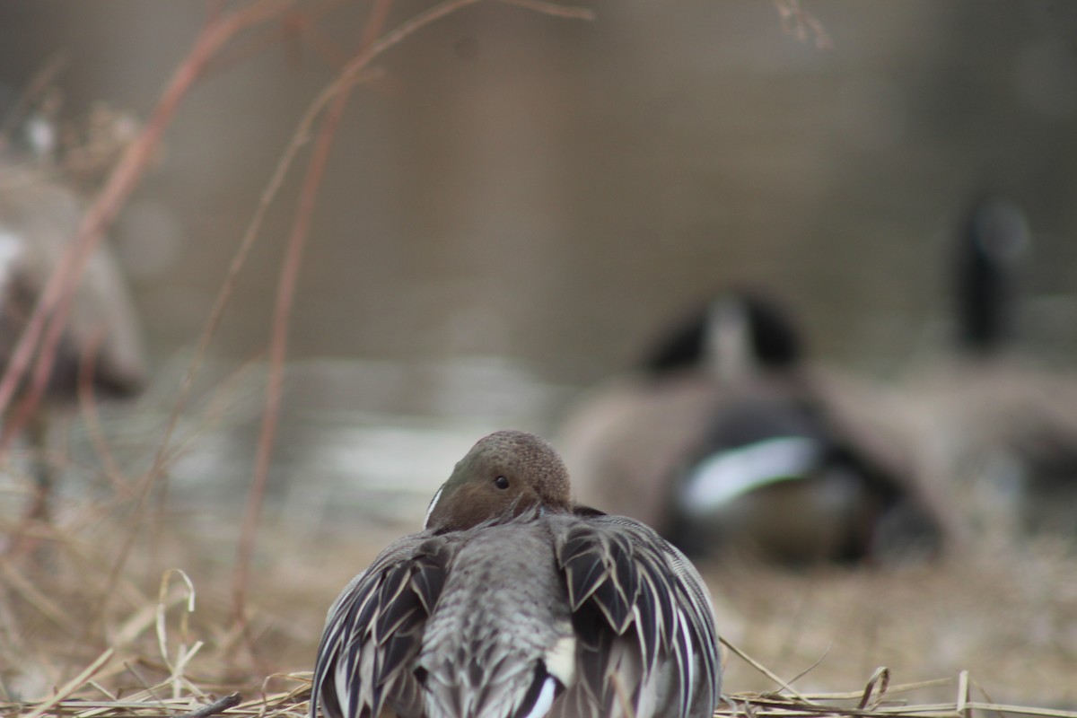 Northern Pintail - ML545961411