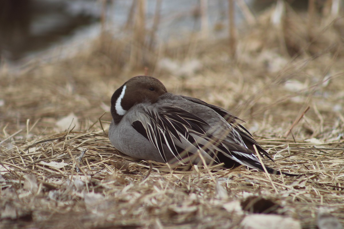 Northern Pintail - ML545961421