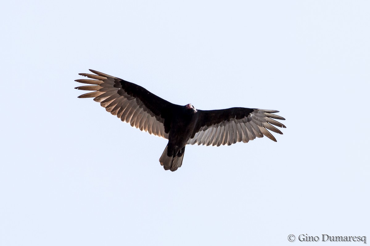 Turkey Vulture - Gino Dumaresq