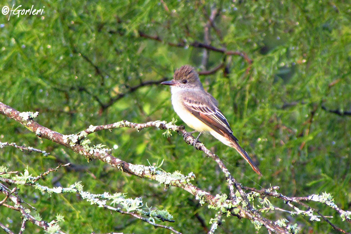 Brown-crested Flycatcher - ML54596451