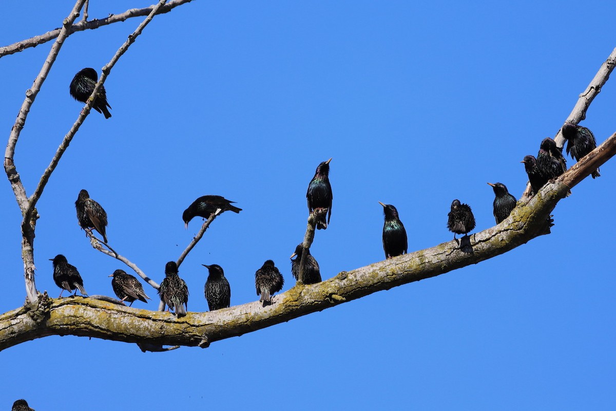 European Starling - ML545965331