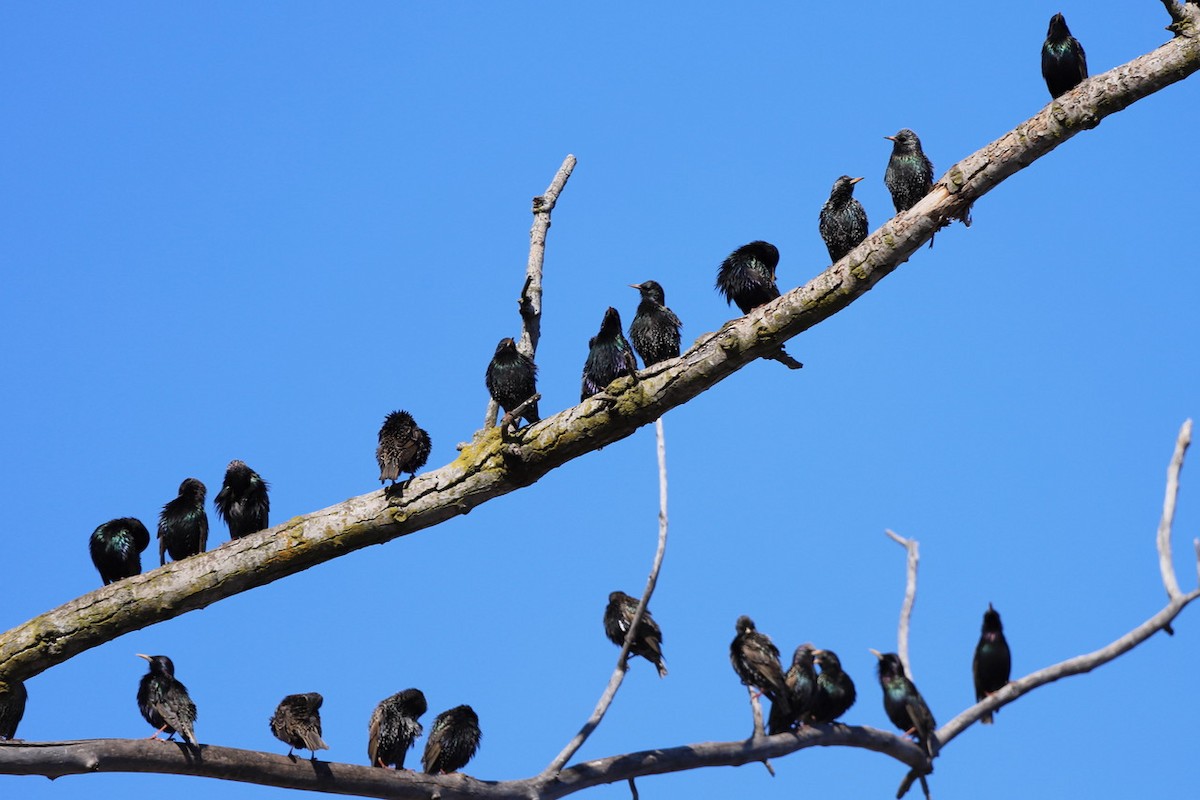 European Starling - ML545965341