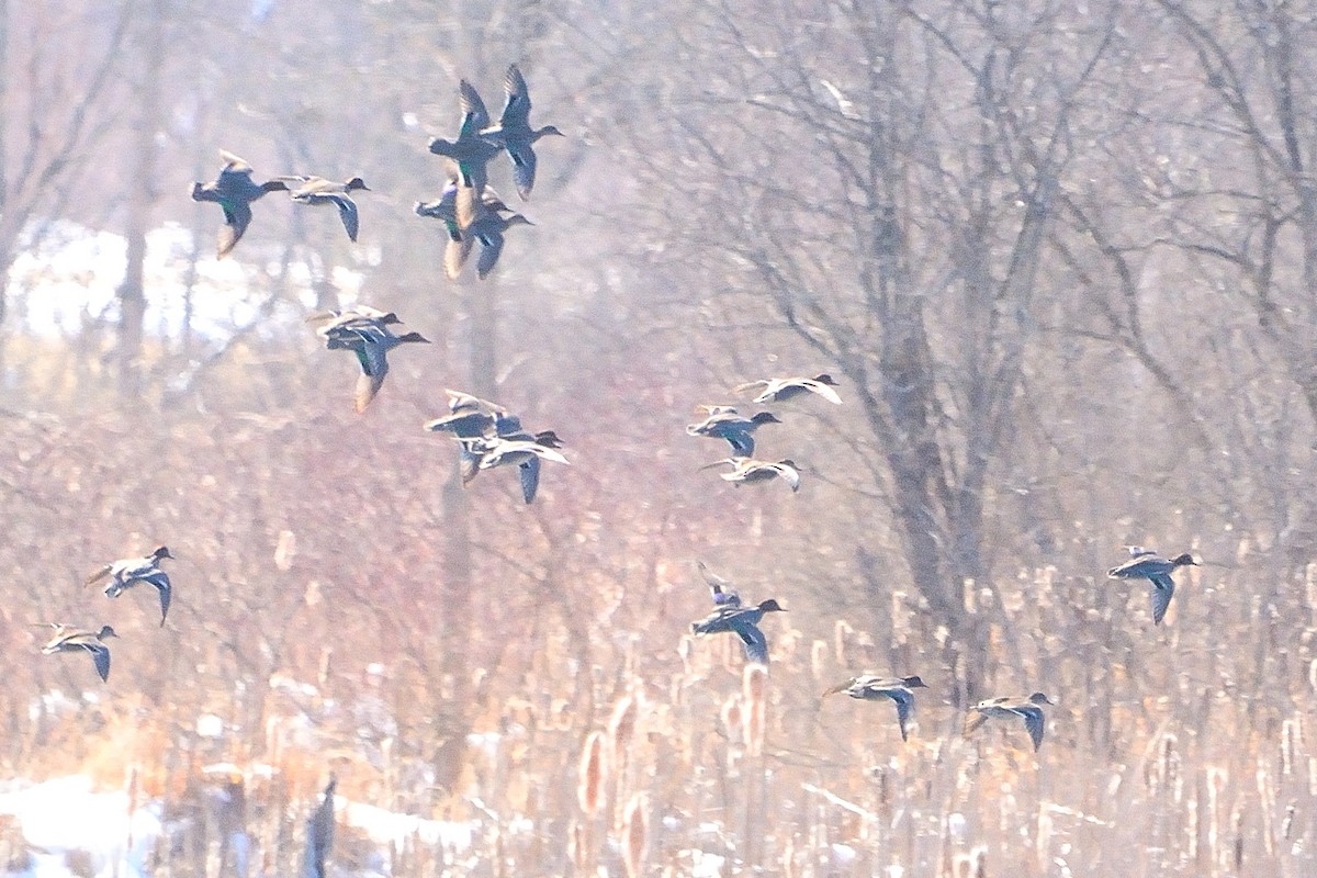 Green-winged Teal - ML545965641