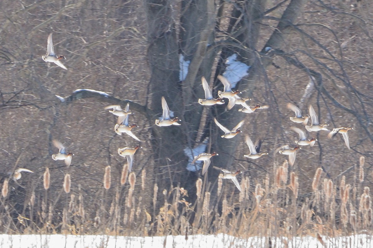 Green-winged Teal - ML545965661