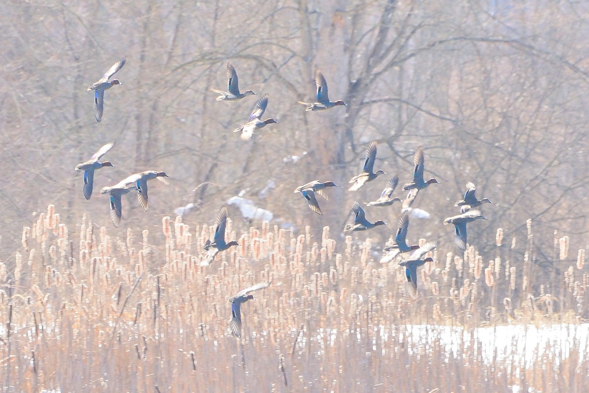 Green-winged Teal - ML545965671