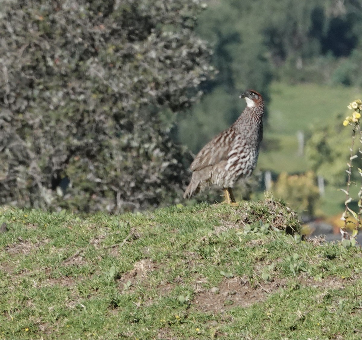 Erckel's Spurfowl - ML545965711