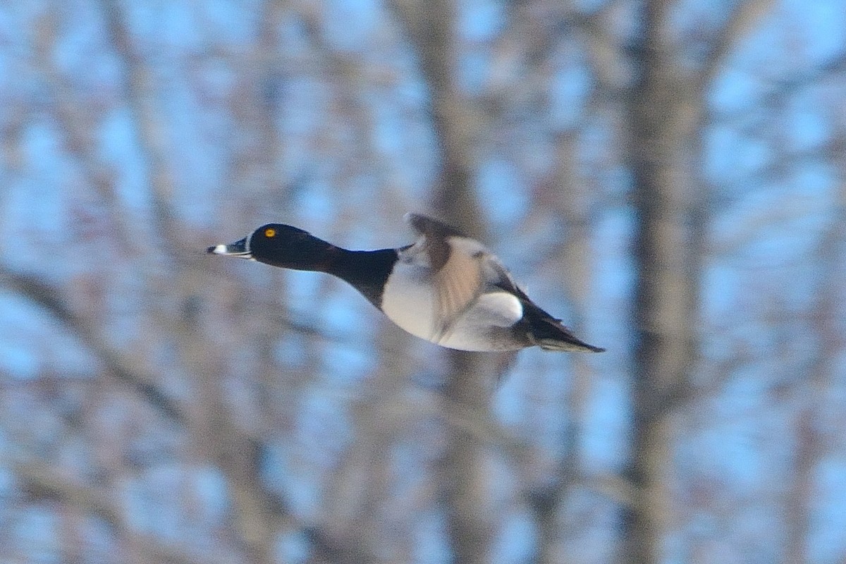 Ring-necked Duck - ML545966101