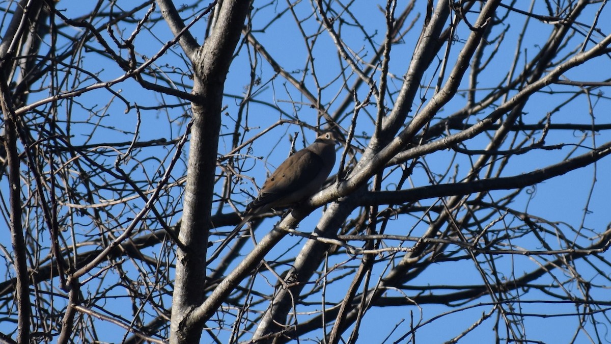 Mourning Dove - ML545966311