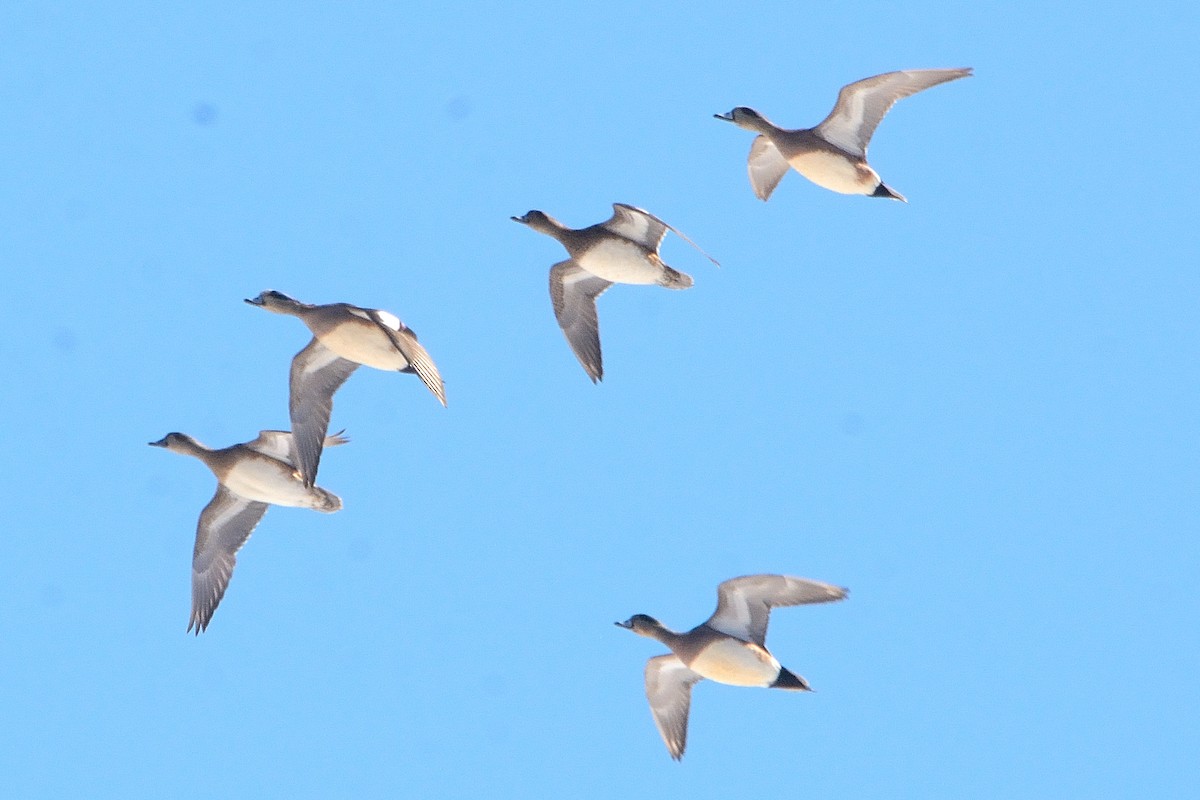 American Wigeon - ML545966371