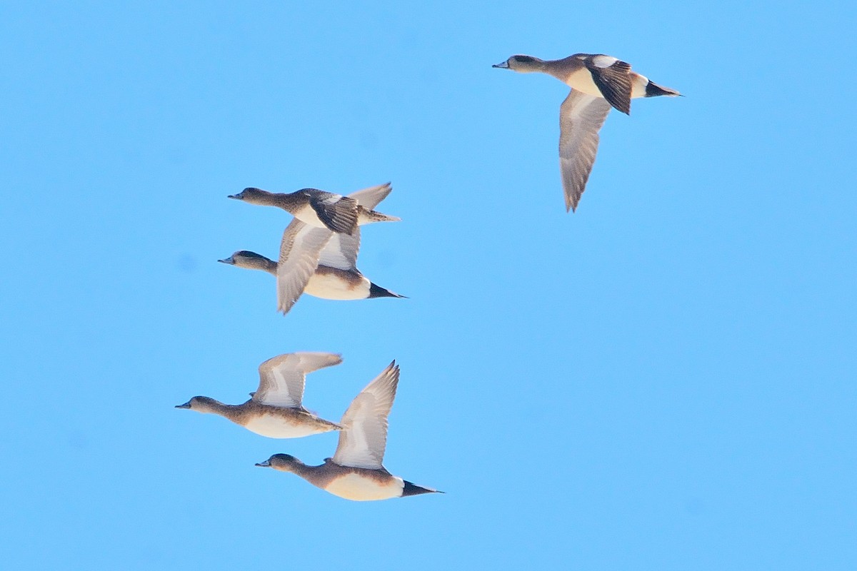 American Wigeon - ML545966381