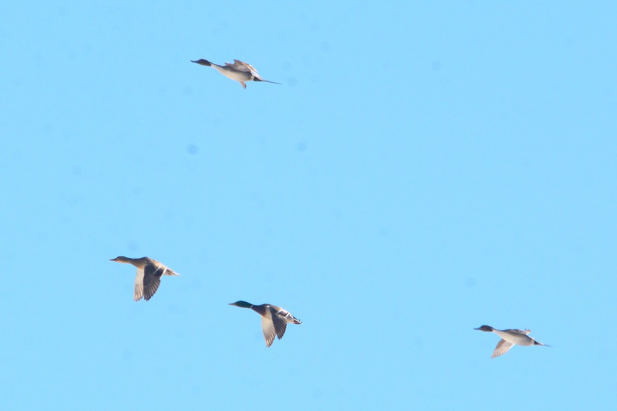 Northern Pintail - ML545966661