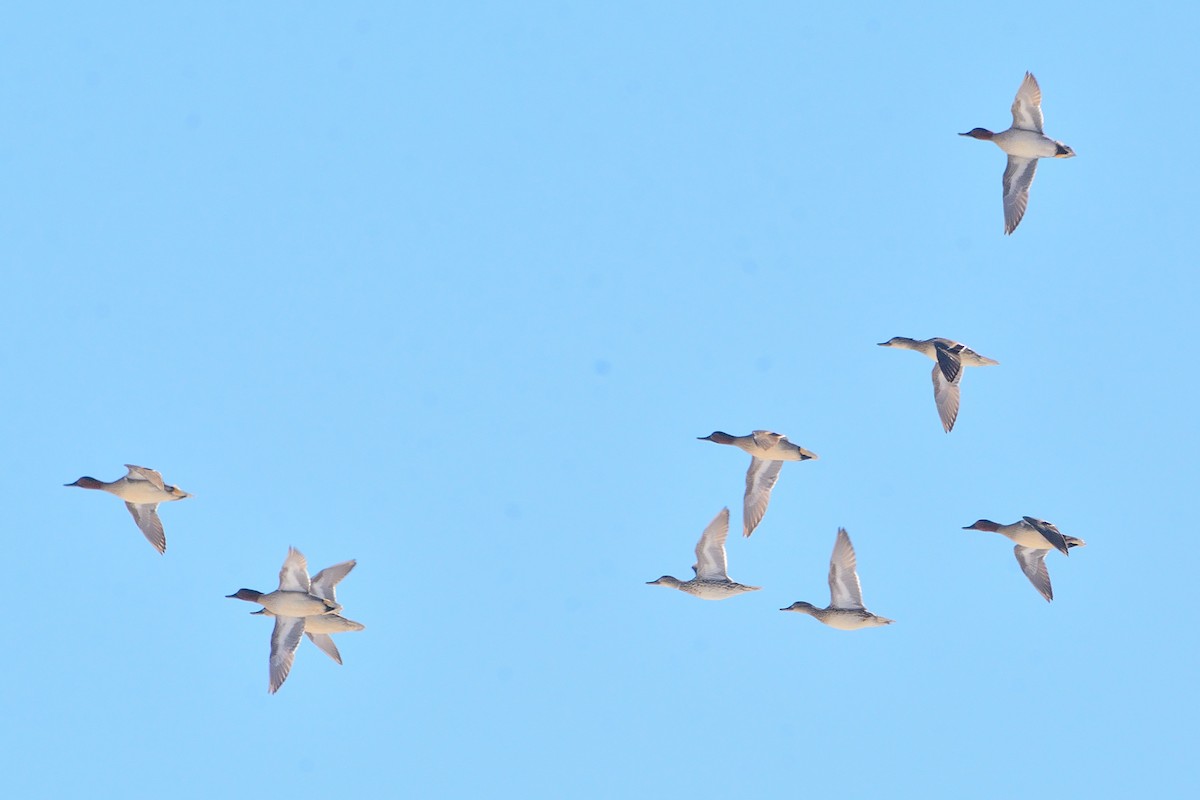 Green-winged Teal - ML545966971