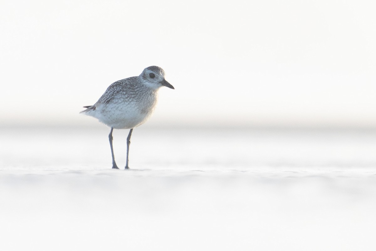 Black-bellied Plover - ML545967511