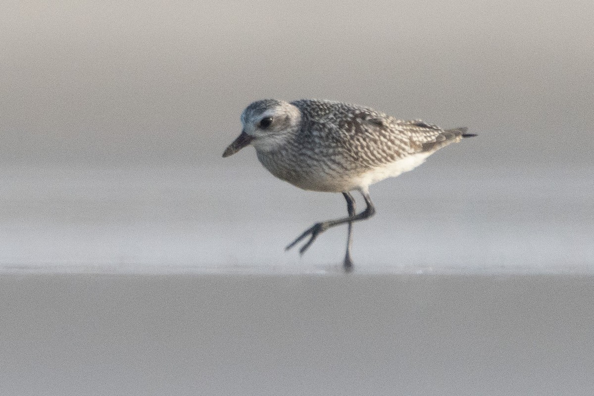 Black-bellied Plover - ML545967521