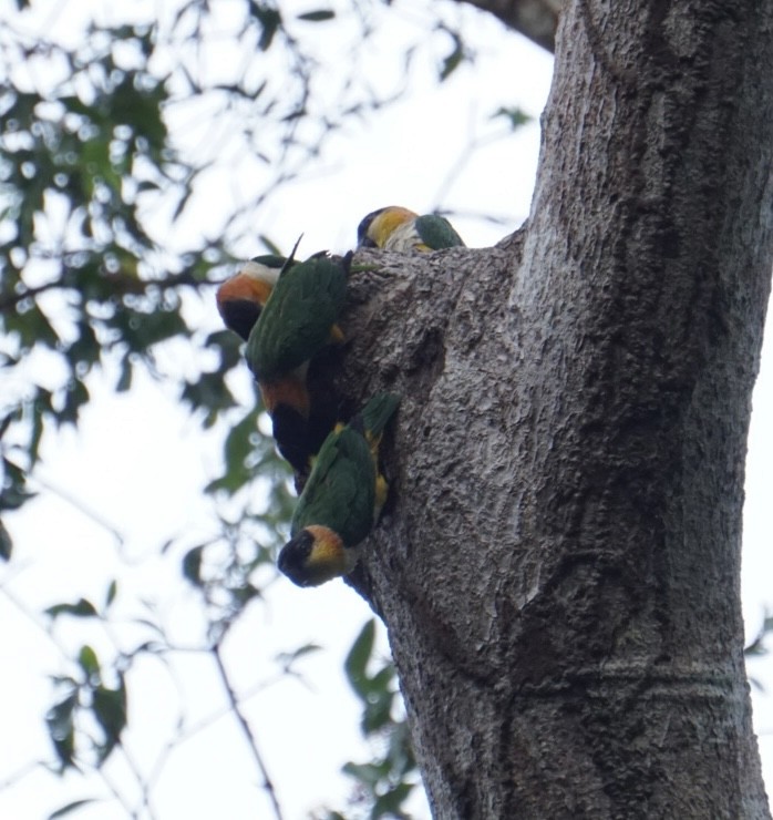 ズグロシロハラインコ - ML545968781