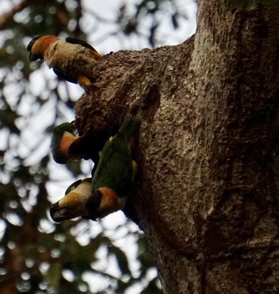 Black-headed Parrot - George Dávila