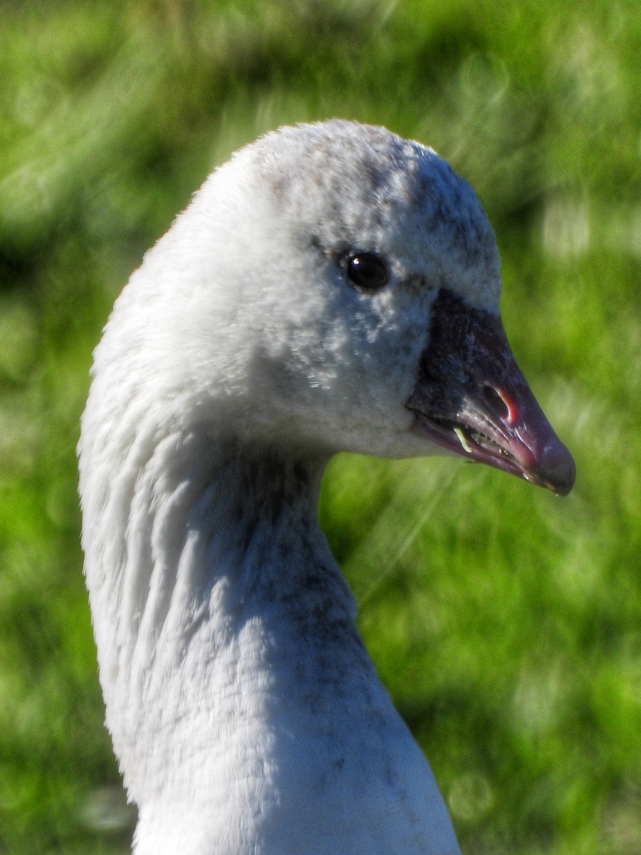 Ross's Goose - ML545974211