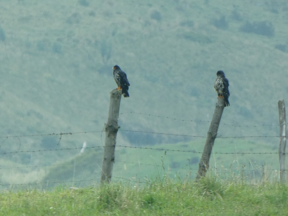 Carunculated Caracara - Donald Wellmann