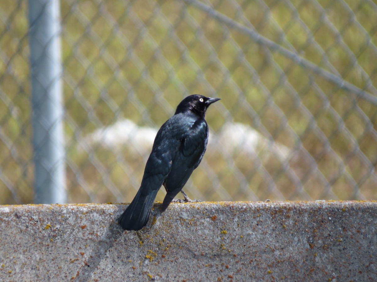 Brewer's Blackbird - ML54597461