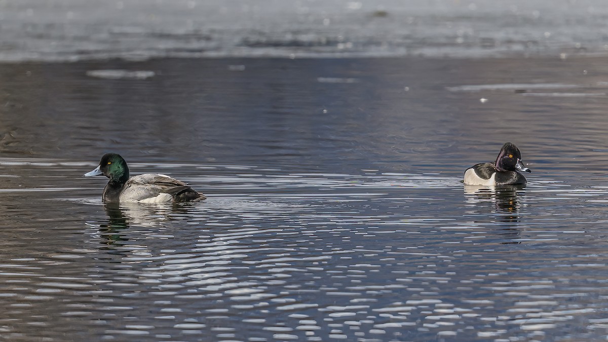 Greater Scaup - ML545976281