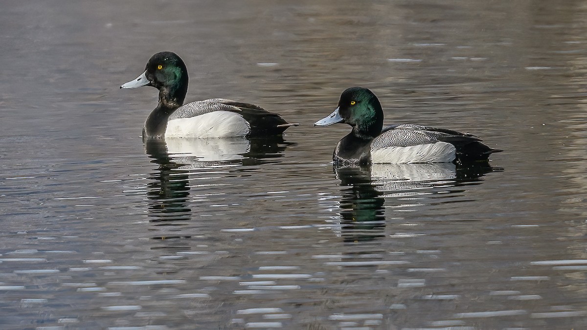 Greater Scaup - ML545976401