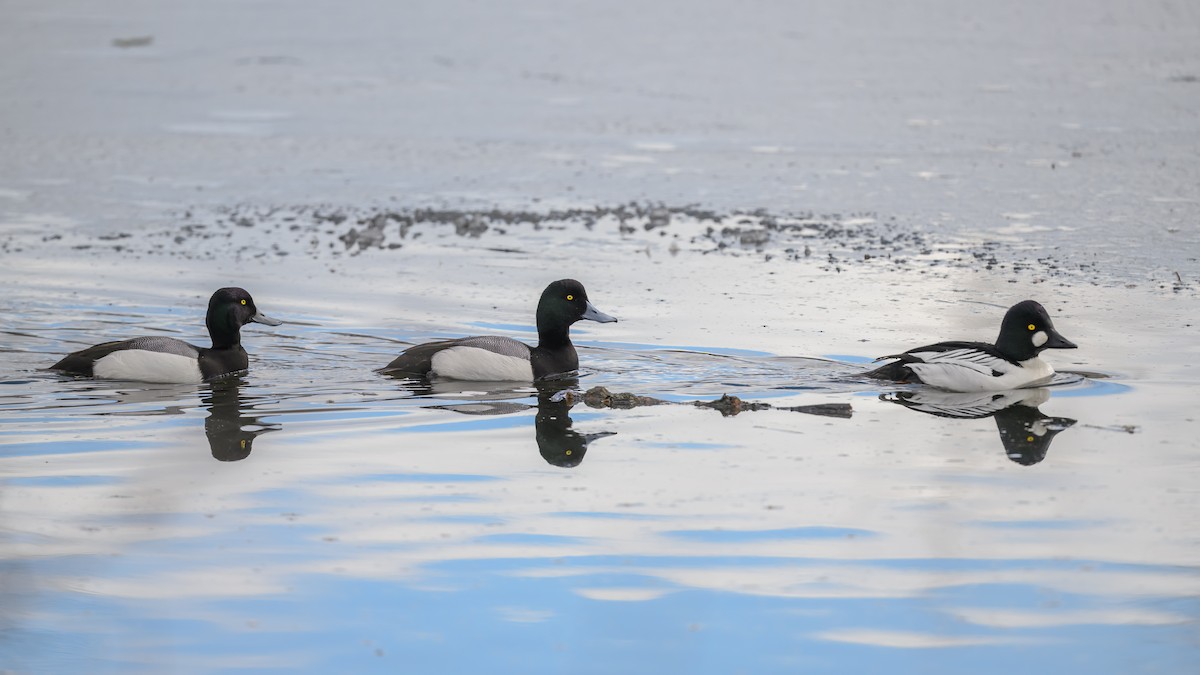 Greater Scaup - ML545976611
