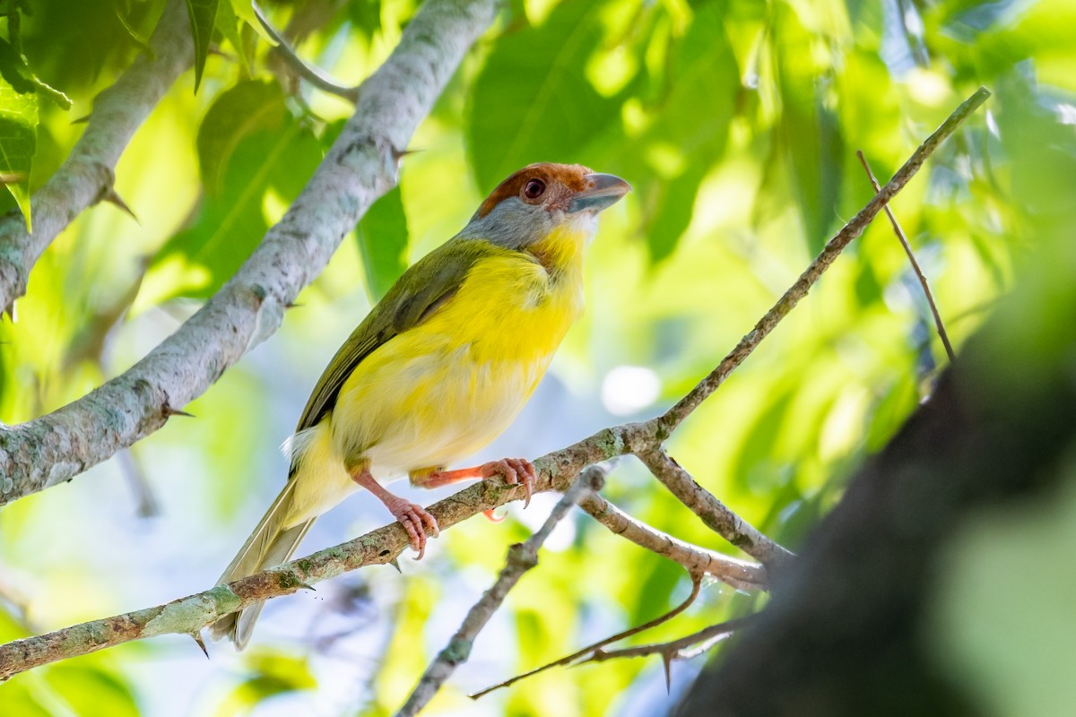 Rufous-browed Peppershrike - ML545976751