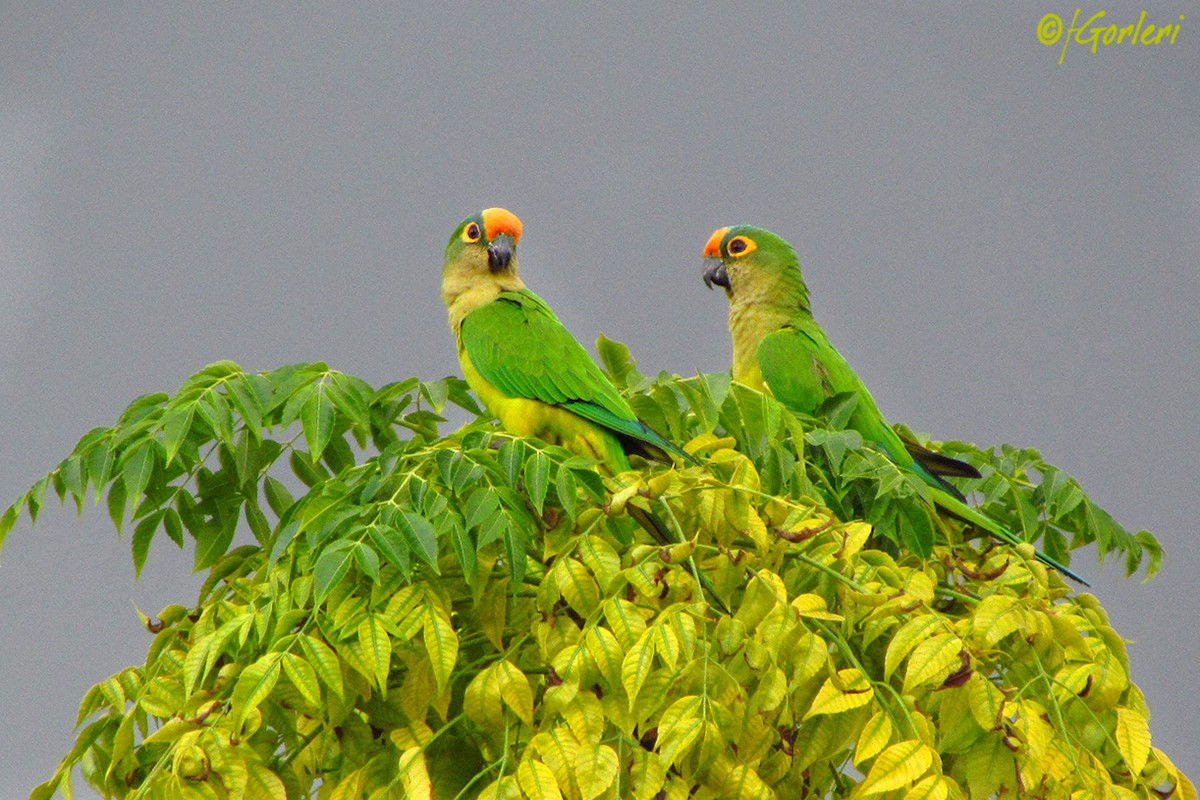 Peach-fronted Parakeet - ML54597981